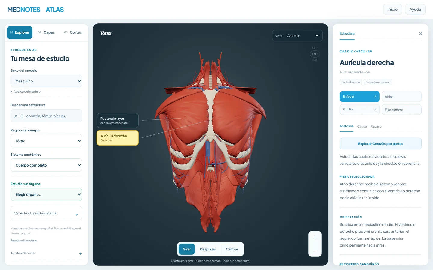 Atlas de anatomía 3D de MedNotes en una computadora